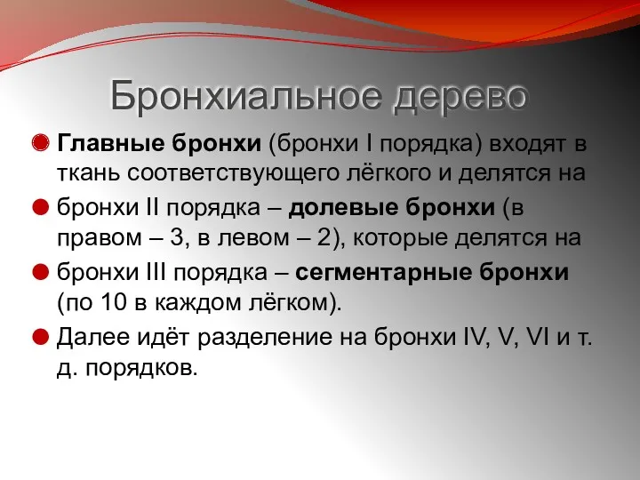 Бронхиальное дерево Главные бронхи (бронхи I порядка) входят в ткань