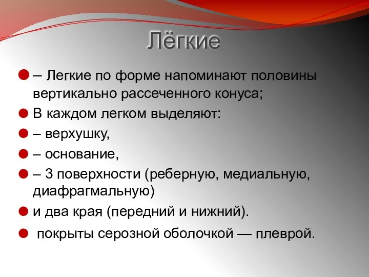 Лёгкие – Легкие по форме напоминают половины вертикально рассеченного конуса;