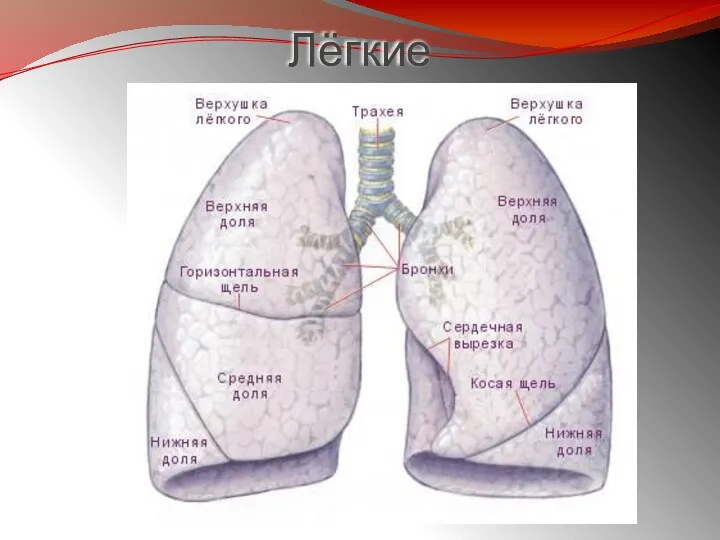Лёгкие