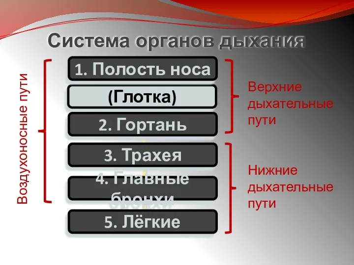 (Глотка) Система органов дыхания 1. Полость носа 2. Гортань 3.