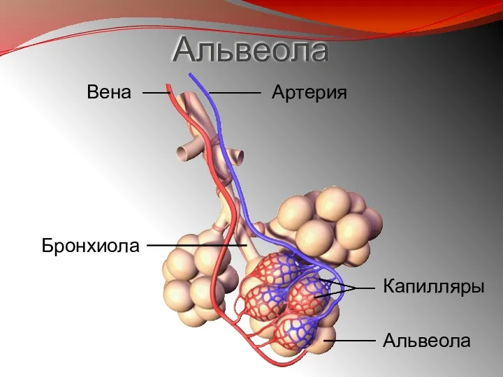 Альвеола Вена Бронхиола Артерия Альвеола Капилляры