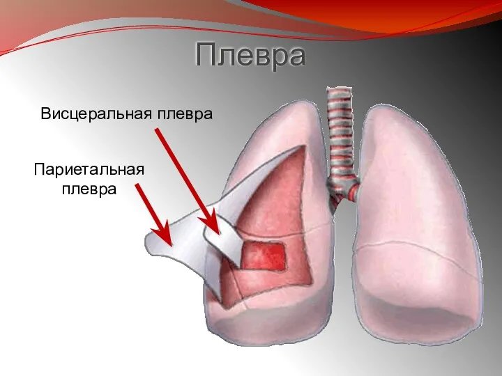 Плевра Висцеральная плевра Париетальная плевра