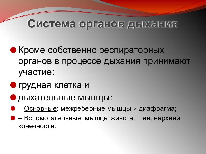 Система органов дыхания Кроме собственно респираторных органов в процессе дыхания