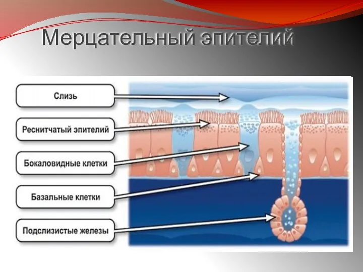 Мерцательный эпителий