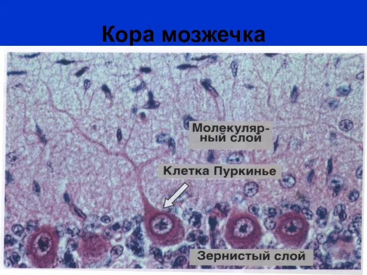 Кора мозжечка