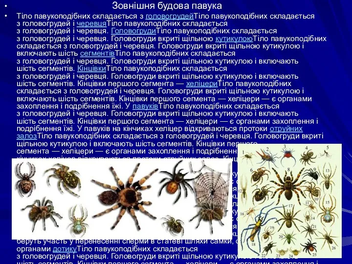 Зовнішня будова павука Тіло павукоподібних складається з головогрудейТіло павукоподібних складається