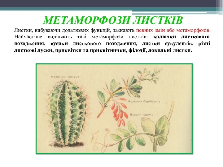 МЕТАМОРФОЗИ ЛИСТКІВ Листки, набуваючи додаткових функцій, зазнають певних змін або