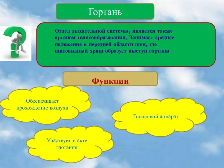 Гортань Функции Обеспечивает прохождение воздуха Голосовой аппарат Участвует в акте