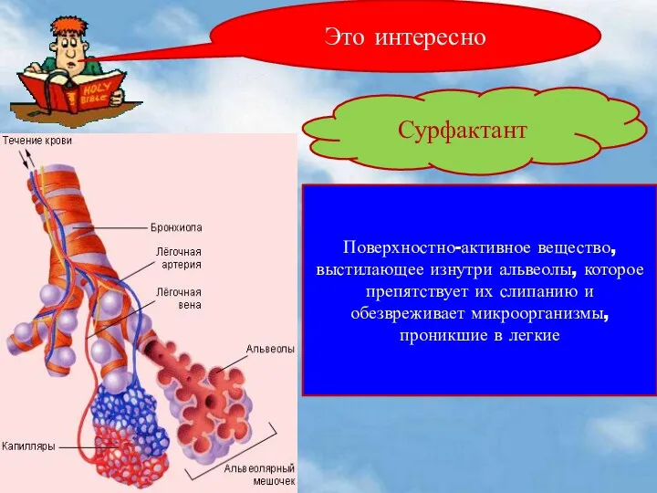 Это интересно Сурфактант Поверхностно-активное вещество, выстилающее изнутри альвеолы, которое препятствует