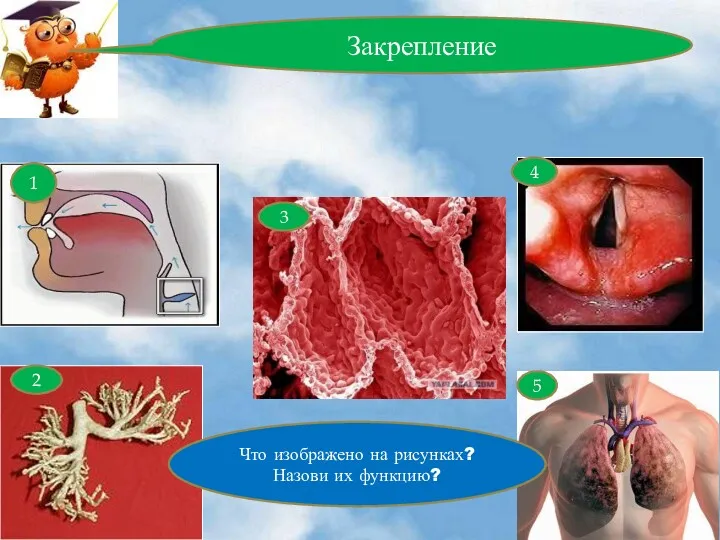 Закрепление Что изображено на рисунках? Назови их функцию? 1 2 3 4 5