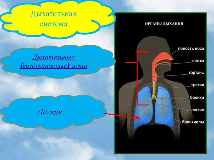 Дыхательная система Дыхательные (воздухоносные) пути Легкие
