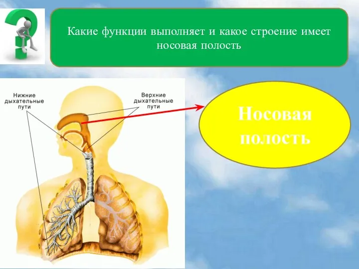 Какие функции выполняет и какое строение имеет носовая полость Носовая полость