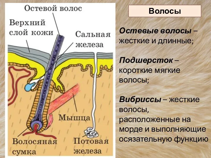 Волосы Остевые волосы – жесткие и длинные; Подшерсток – короткие