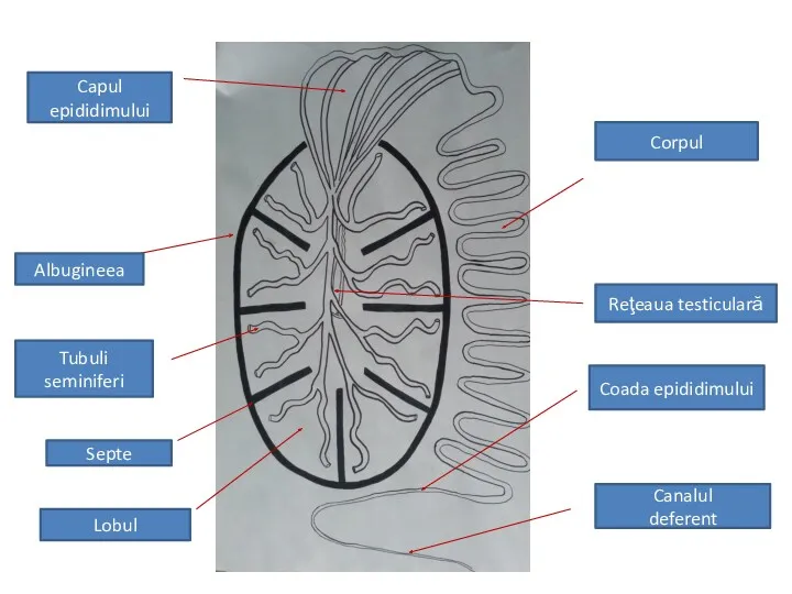 Septe Albugineea Lobul Tubuli seminiferi Capul epididimului Corpul Coada epididimului Reţeaua testiculară Canalul deferent