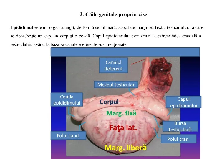 Epididimul este un organ alungit, de formă semilunară, ataşat de