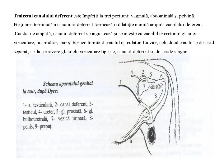 Traiectul canalului deferent este împărţit în trei porţiuni: vaginală, abdominală