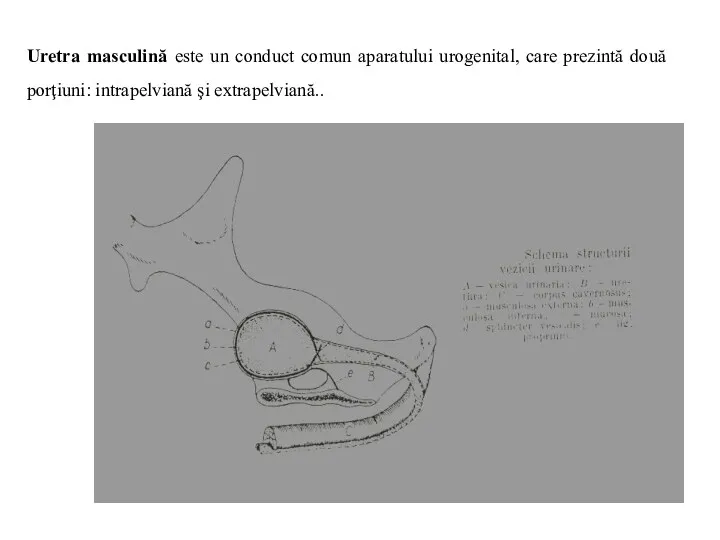 Uretra masculină este un conduct comun aparatului urogenital, care prezintă două porţiuni: intrapelviană şi extrapelviană..