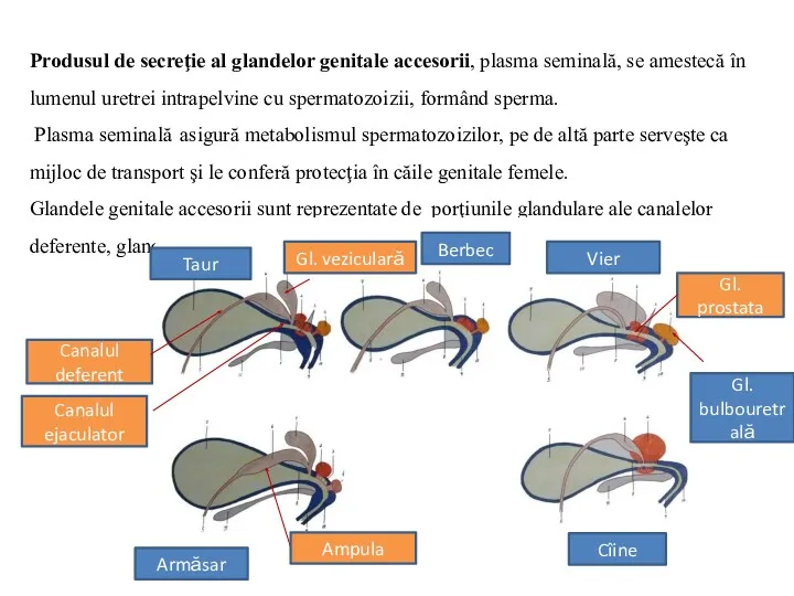 Produsul de secreţie al glandelor genitale accesorii, plasma seminală, se