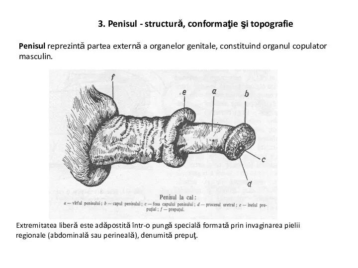 Penisul reprezintă partea externă a organelor genitale, constituind organul copulator