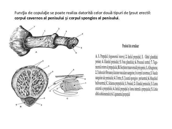 Funcţia de copulaţie se poate realiza datorită celor două tipuri