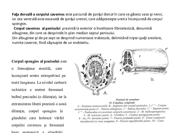 Faţa dorsală a corpului cavernos este parcursă de şanţul dorsal