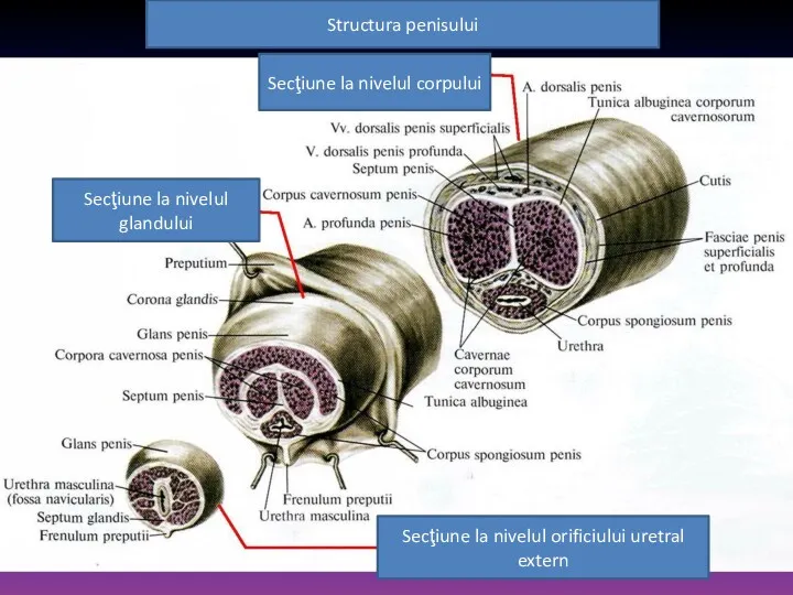 Structura penisului Secţiune la nivelul corpului Secţiune la nivelul glandului Secţiune la nivelul orificiului uretral extern