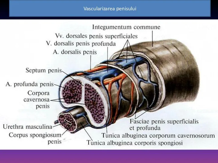 Vascularizarea penisului