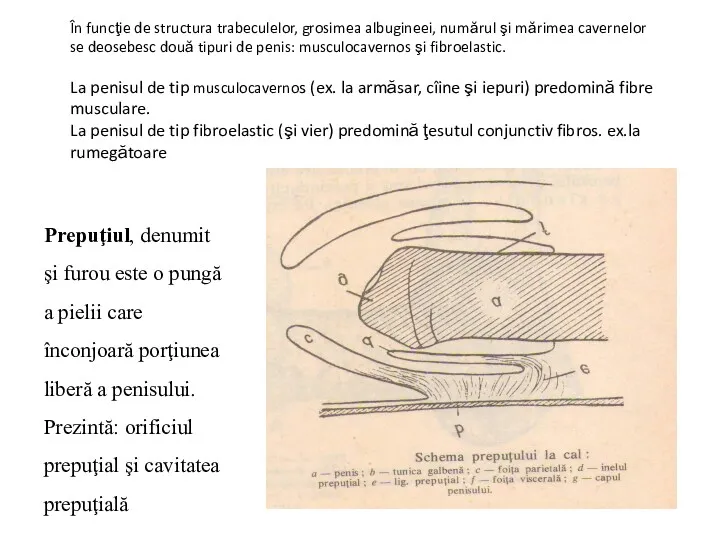 În funcţie de structura trabeculelor, grosimea albugineei, numărul şi mărimea