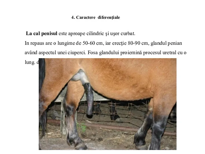 4. Caractere diferenţiale La cal penisul este aproape cilindric şi