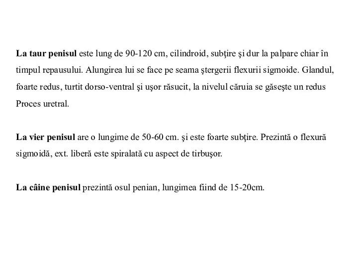 La taur penisul este lung de 90-120 cm, cilindroid, subţire