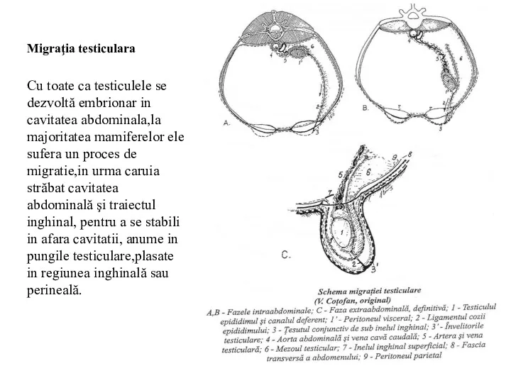 Migraţia testiculara Cu toate ca testiculele se dezvoltă embrionar in