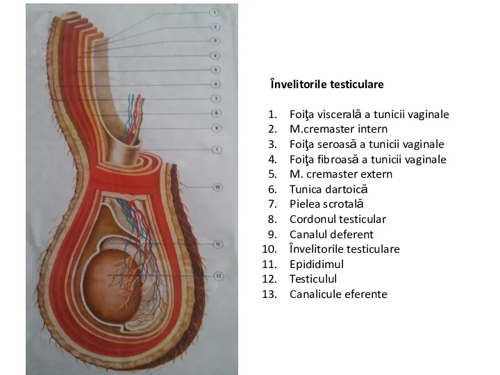 Învelitorile testiculare Foiţa viscerală a tunicii vaginale M.cremaster intern Foiţa