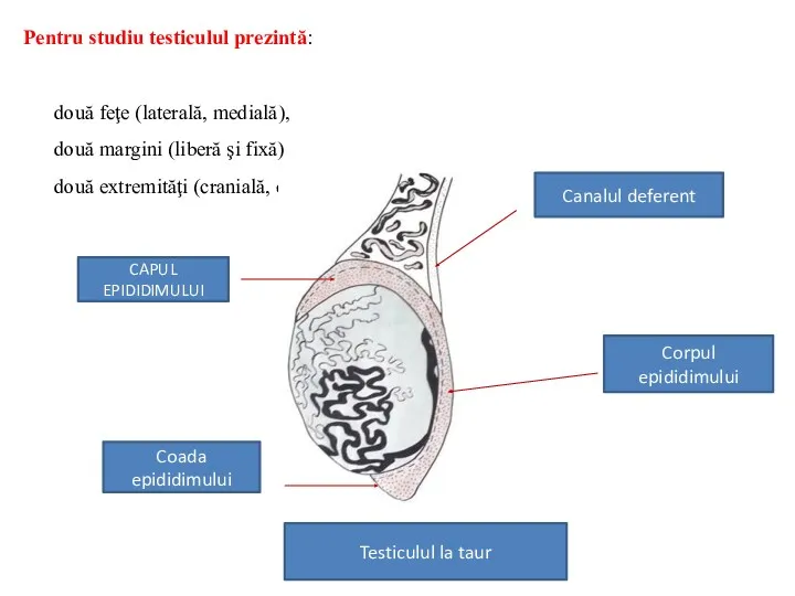 Pentru studiu testiculul prezintă: două feţe (laterală, medială), două margini