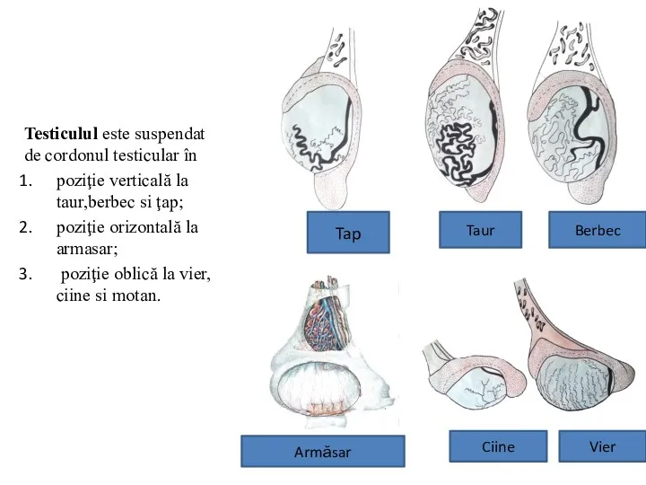 Tap Taur Berbec Ciine Vier Testiculul este suspendat de cordonul