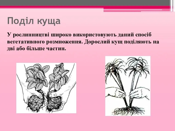 Поділ куща У рослинництві широко використовують даний спосіб вегетативного розмноження.