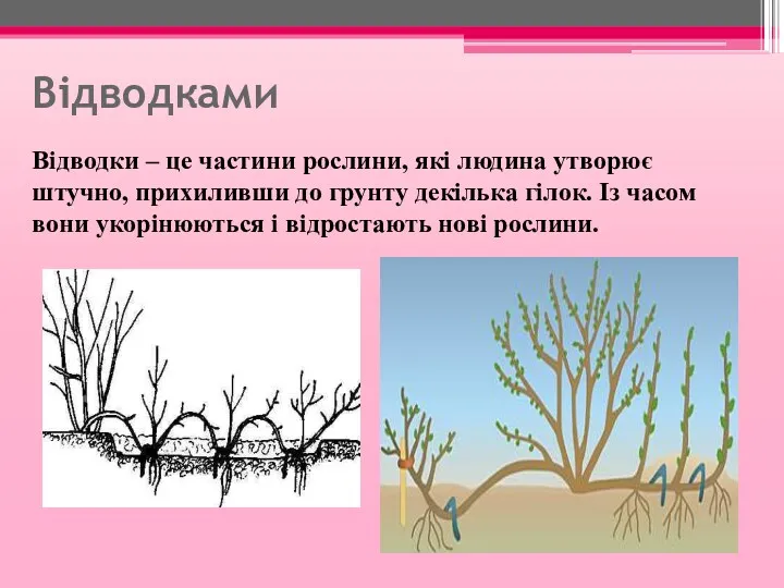 Відводками Відводки – це частини рослини, які людина утворює штучно,