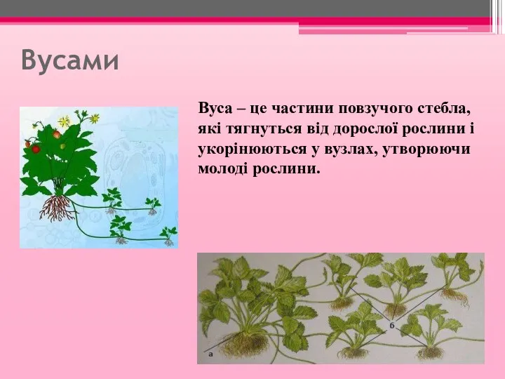 Вусами Вуса – це частини повзучого стебла, які тягнуться від