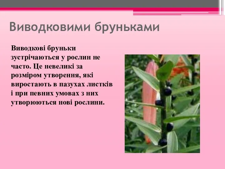 Виводковими бруньками Виводкові бруньки зустрічаються у рослин не часто. Це