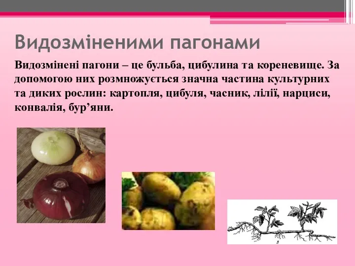 Видозміненими пагонами Видозмінені пагони – це бульба, цибулина та кореневище.