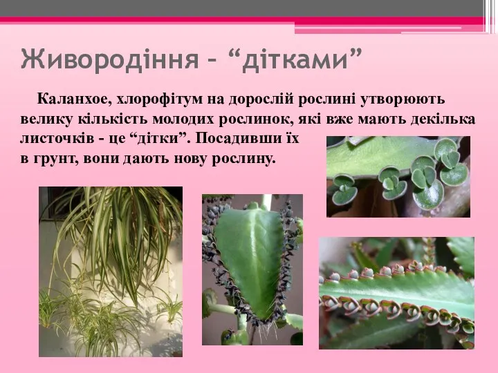 Живородіння – “дітками” Каланхое, хлорофітум на дорослій рослині утворюють велику