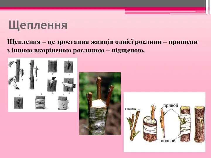 Щеплення Щеплення – це зростання живців однієї рослини – прищепи з іншою вкоріненою рослиною – підщепою.