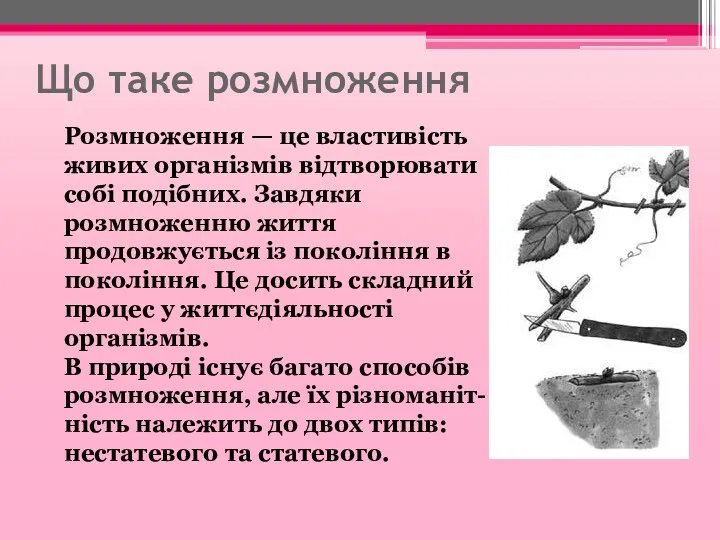 Що таке розмноження Розмноження — це властивість живих організмів відтворювати