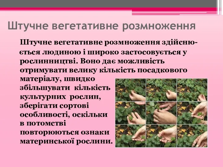 Штучне вегетативне розмноження Штучне вегетативне розмноження здійсню- ється людиною і