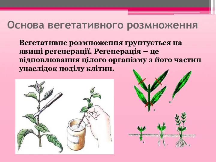 Основа вегетативного розмноження Вегетативне розмноження грунтується на явищі регенерації. Регенерація