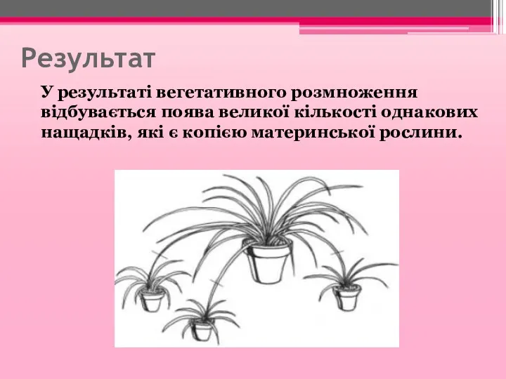 Результат У результаті вегетативного розмноження відбувається поява великої кількості однакових нащадків, які є копією материнської рослини.