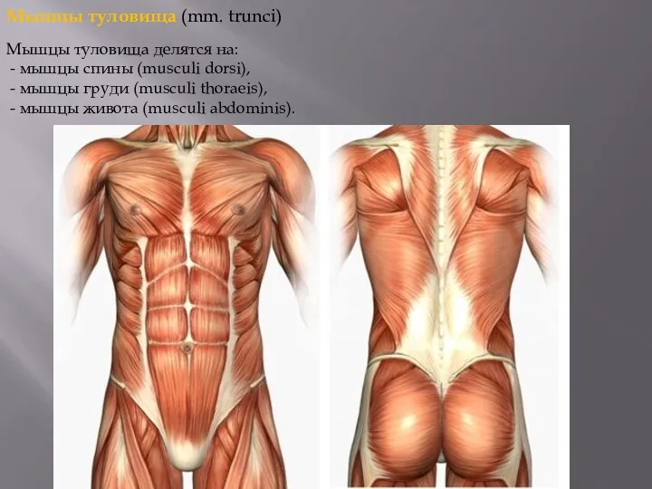 Мышцы туловища (mm. trunci) Мышцы туловища делятся на: - мышцы