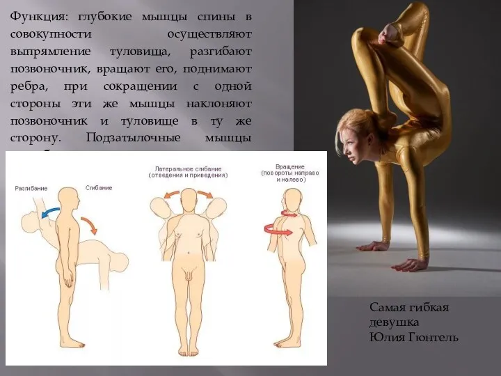 Функция: глубокие мышцы спины в совокупности осуществляют выпрямление туловища, разгибают