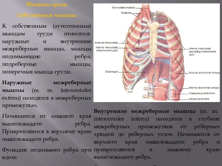 Мышцы груди Собственные мышцы К собственным (аутохтонным) мышцам груди относятся: