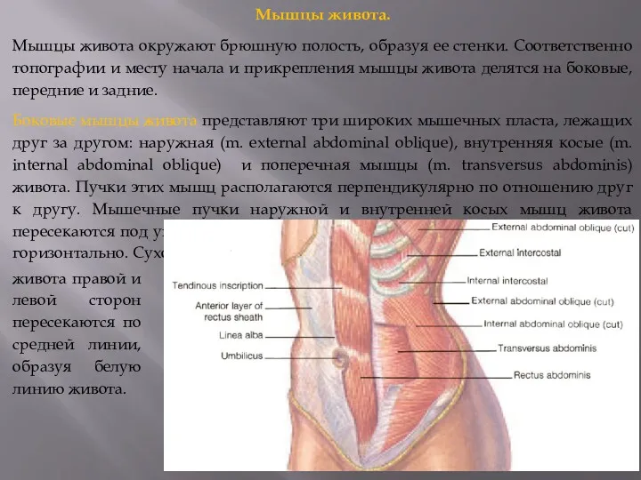 Мышцы живота. Мышцы живота окружают брюшную полость, образуя ее стенки.