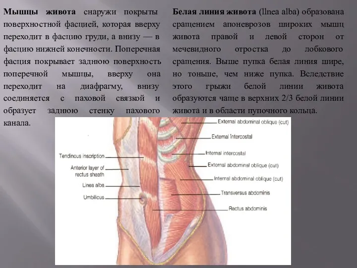 Мышцы живота снаружи покрыты поверхностной фасцией, которая вверху переходит в